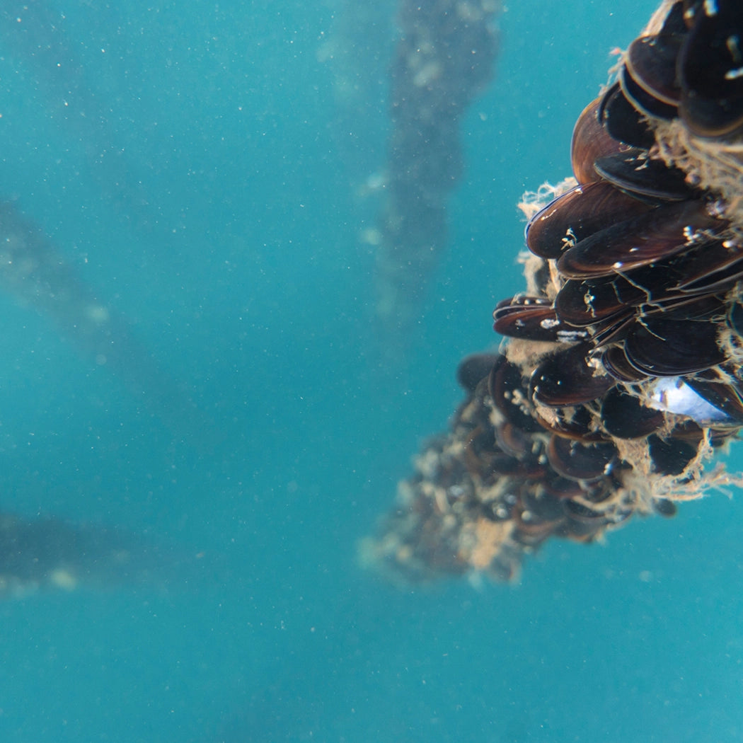 Close-up of a mussels line in the water.