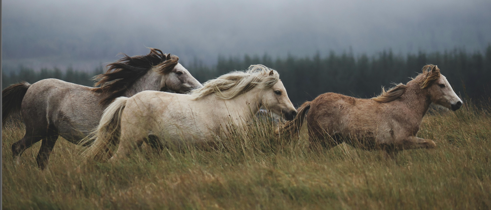 Embracing the Wild: Trail vs. Street or Gym Running