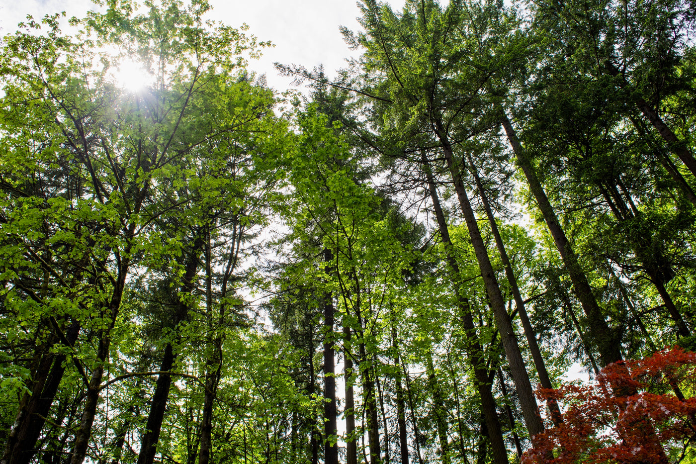 View of a forest from the ground.